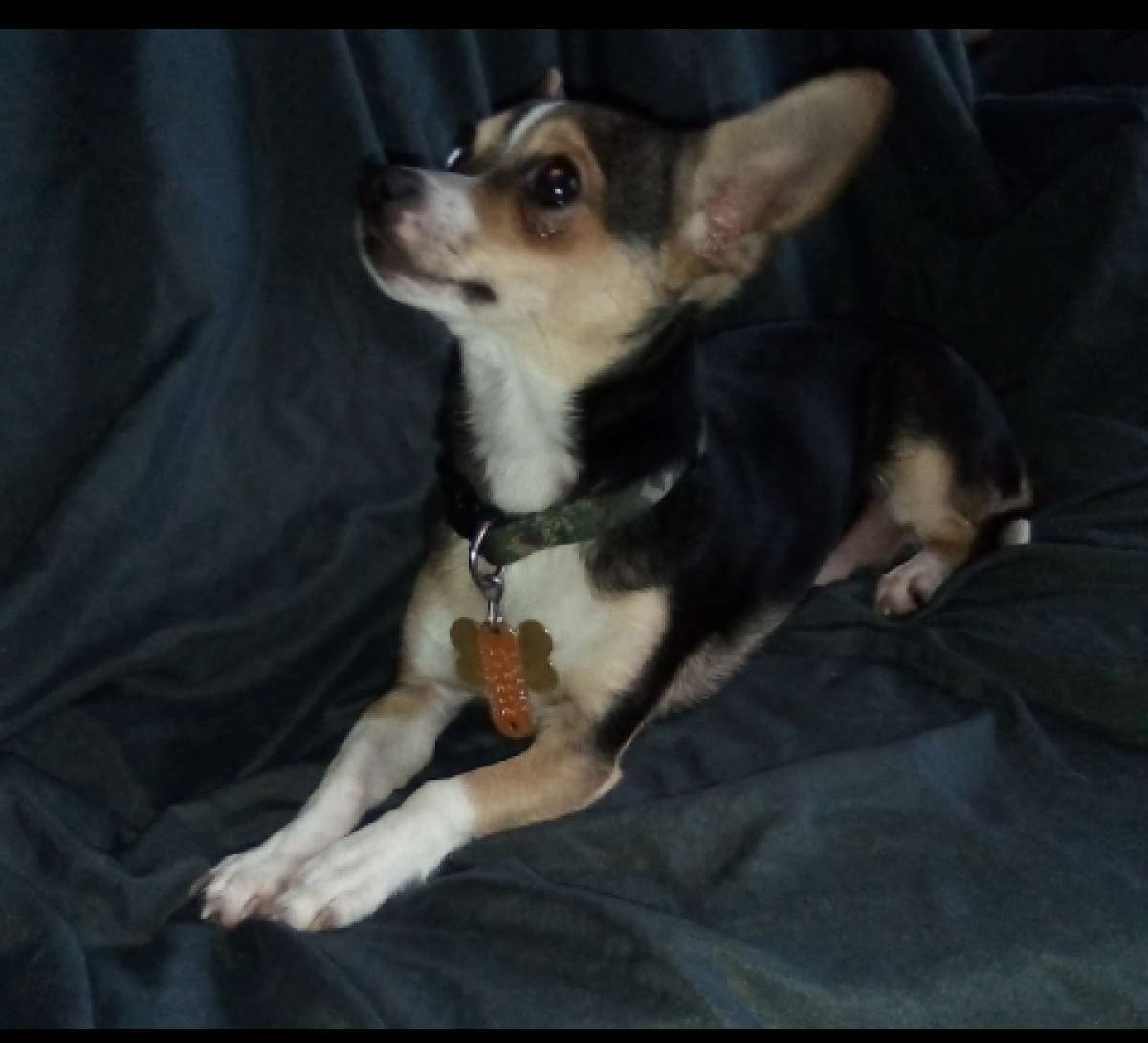 Chihuahua