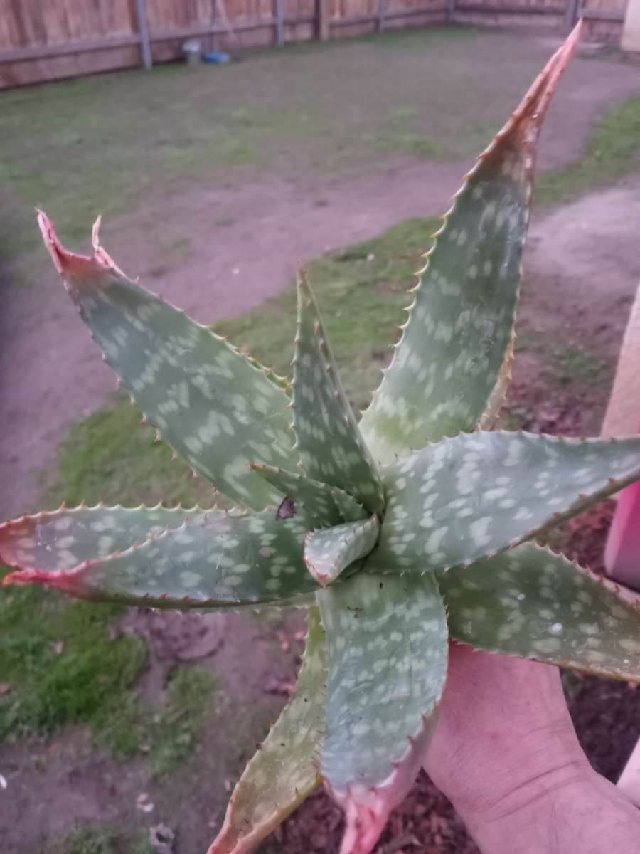 succulents Soap Aloe