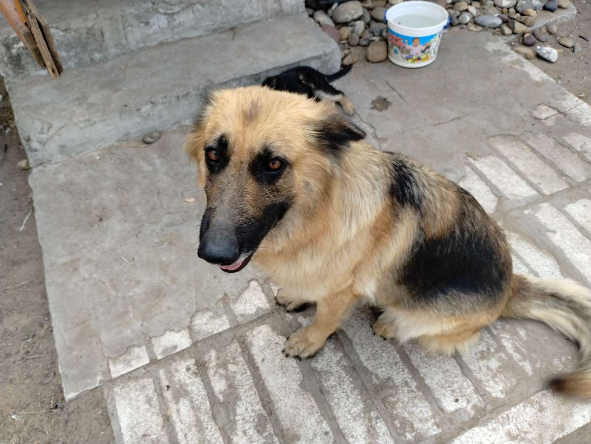 German Sheperd puppies