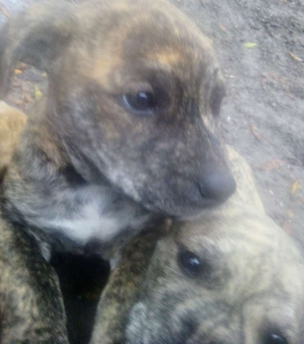 puppies yellow Jon sandman