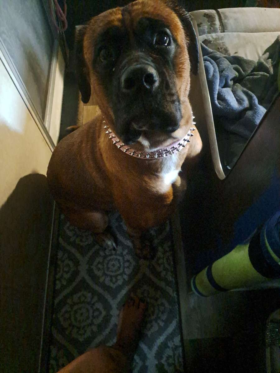 Old English Mastiff Puppies