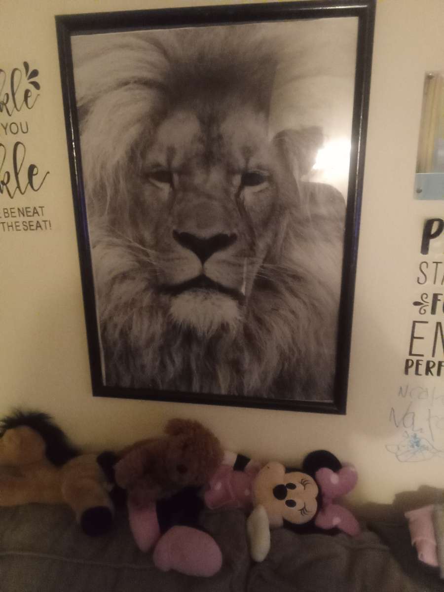 lion picture in frame