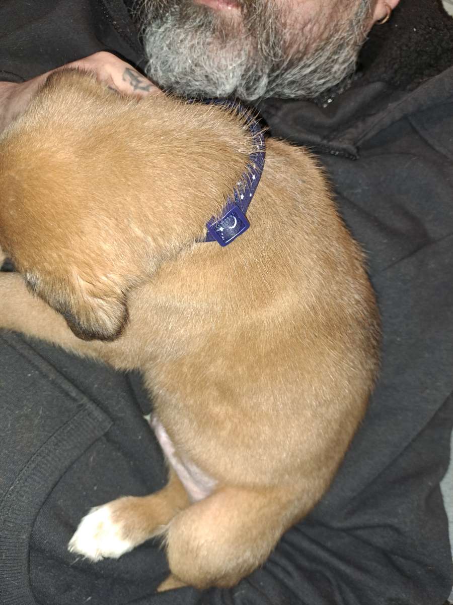 Old English Mastiff Puppies