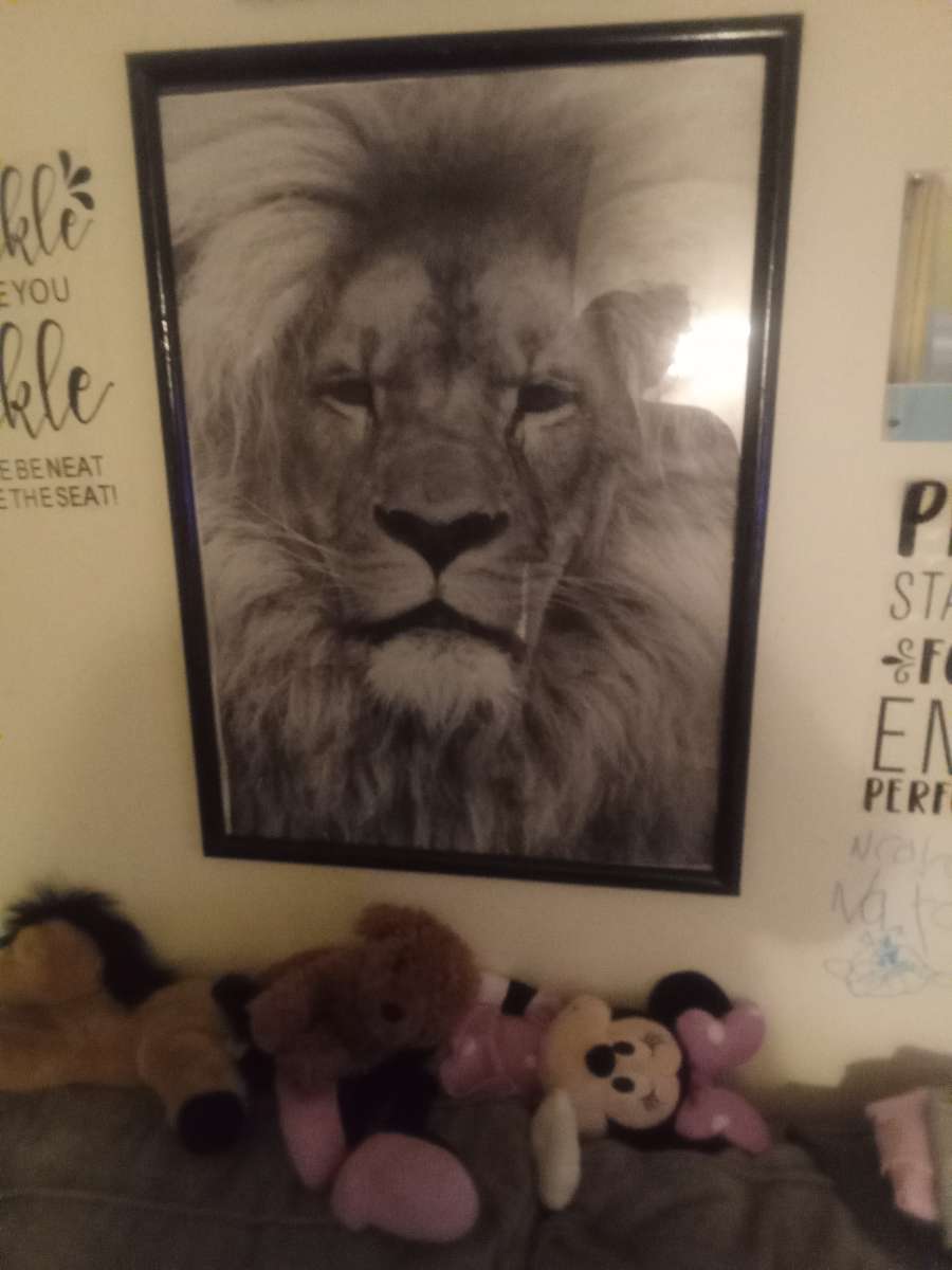 lion picture in frame