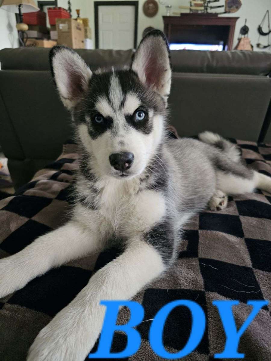 Siberian Huskies