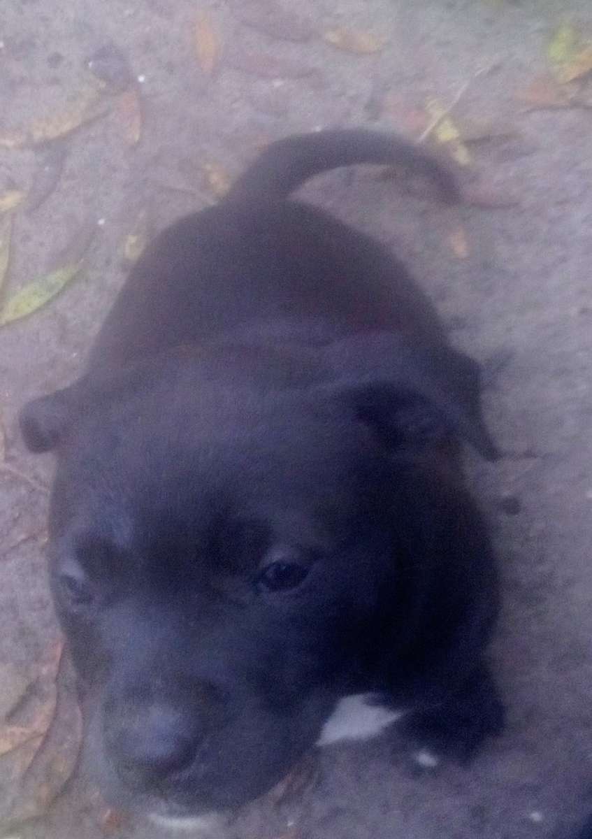 puppies yellow Jon sandman