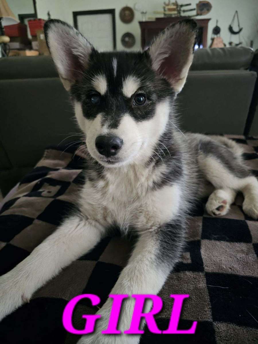Siberian Huskies