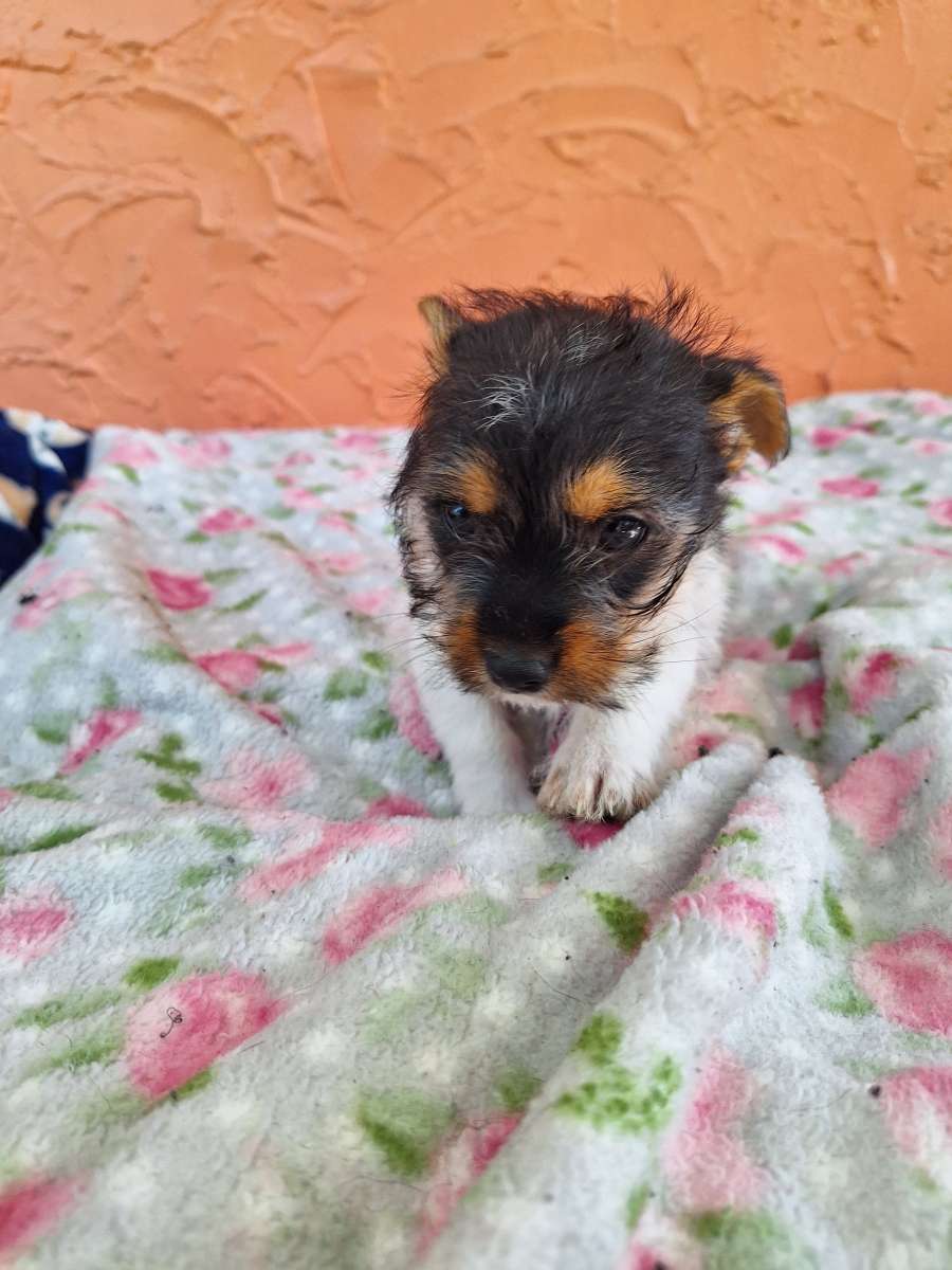 Chiguagua mix yorkis