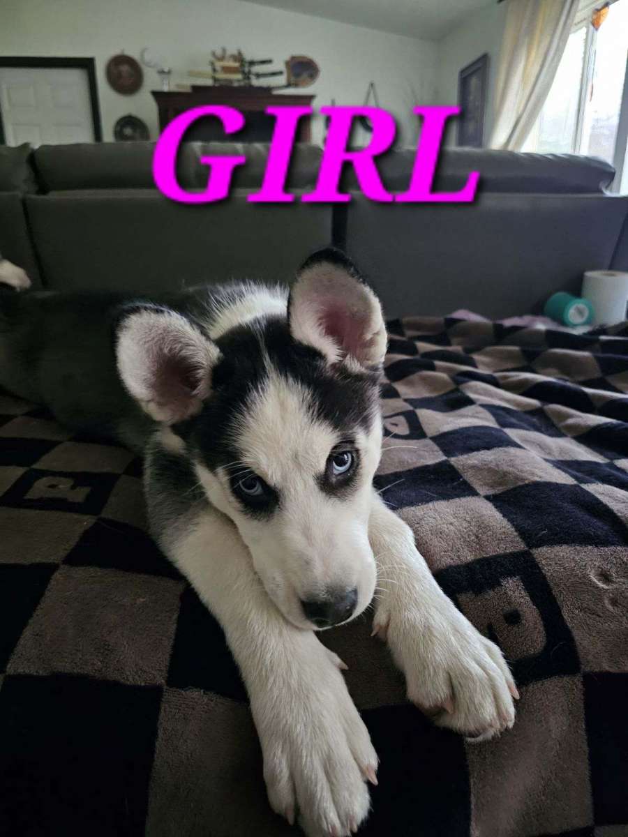 Siberian Huskies