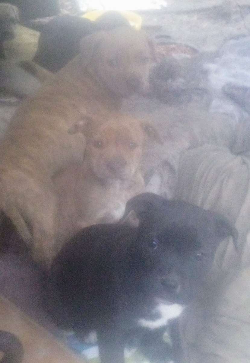 puppies yellow Jon sandman