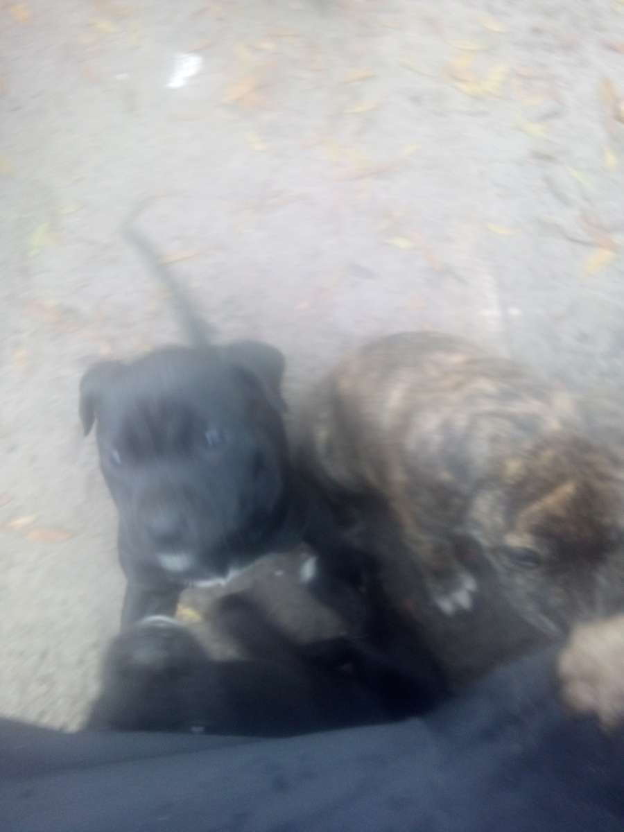 puppies yellow Jon sandman