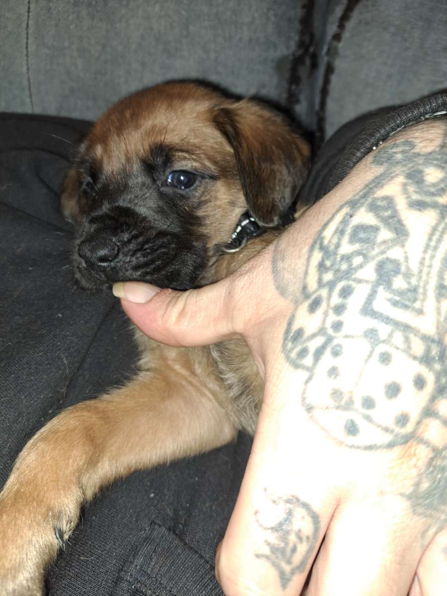 Old English Mastiff Puppies