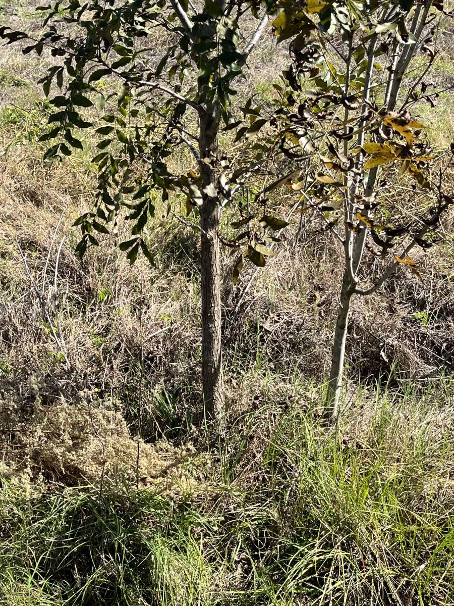 pecan trees