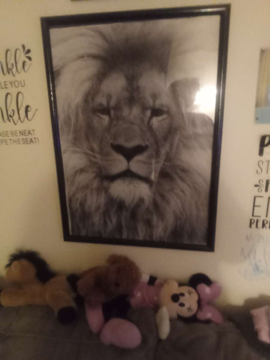 lion picture in frame