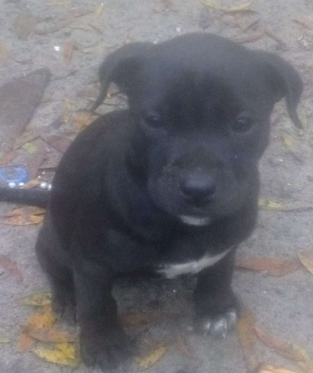 puppies yellow Jon sandman