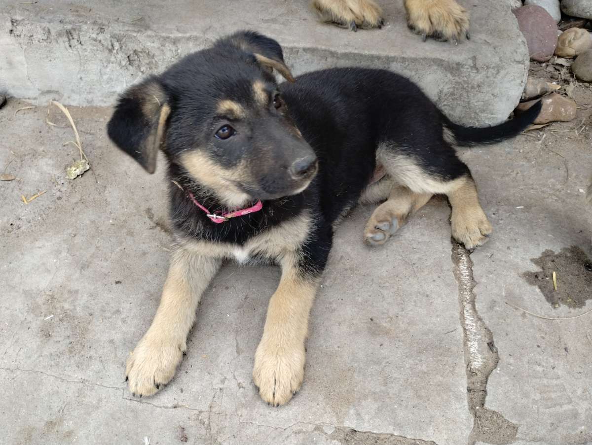 German Sheperd puppies