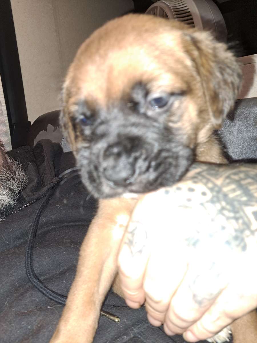 Old English Mastiff Puppies