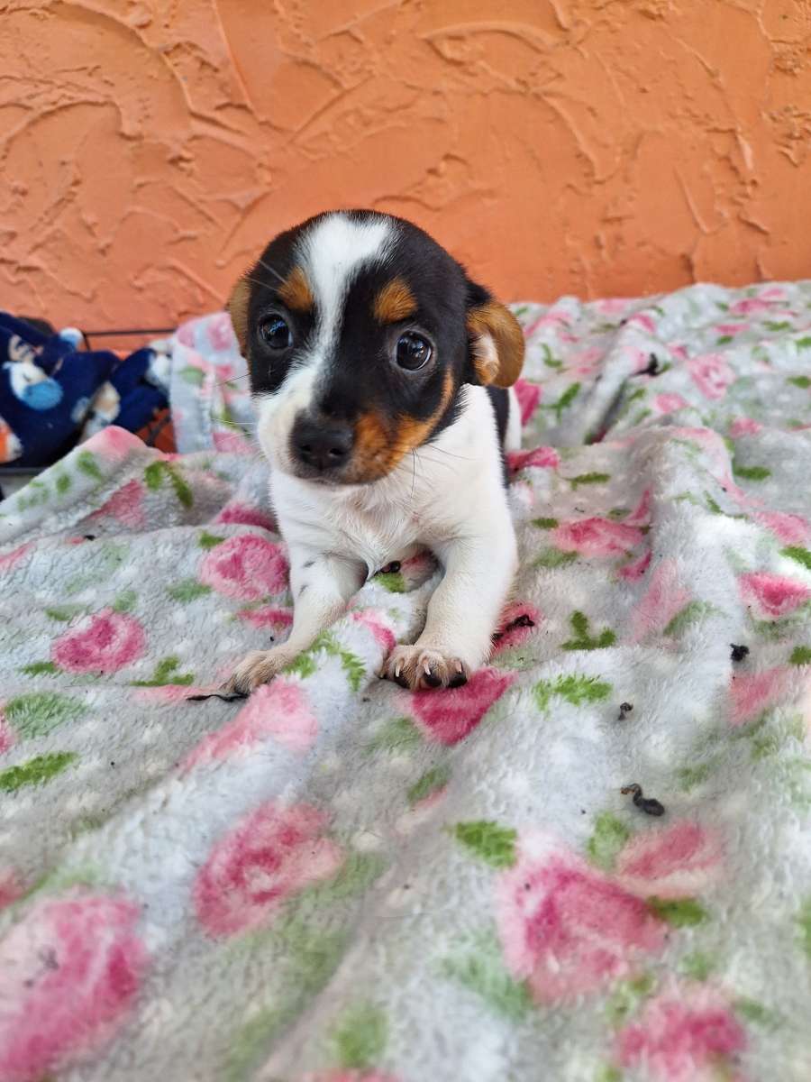 Chiguagua mix yorkis