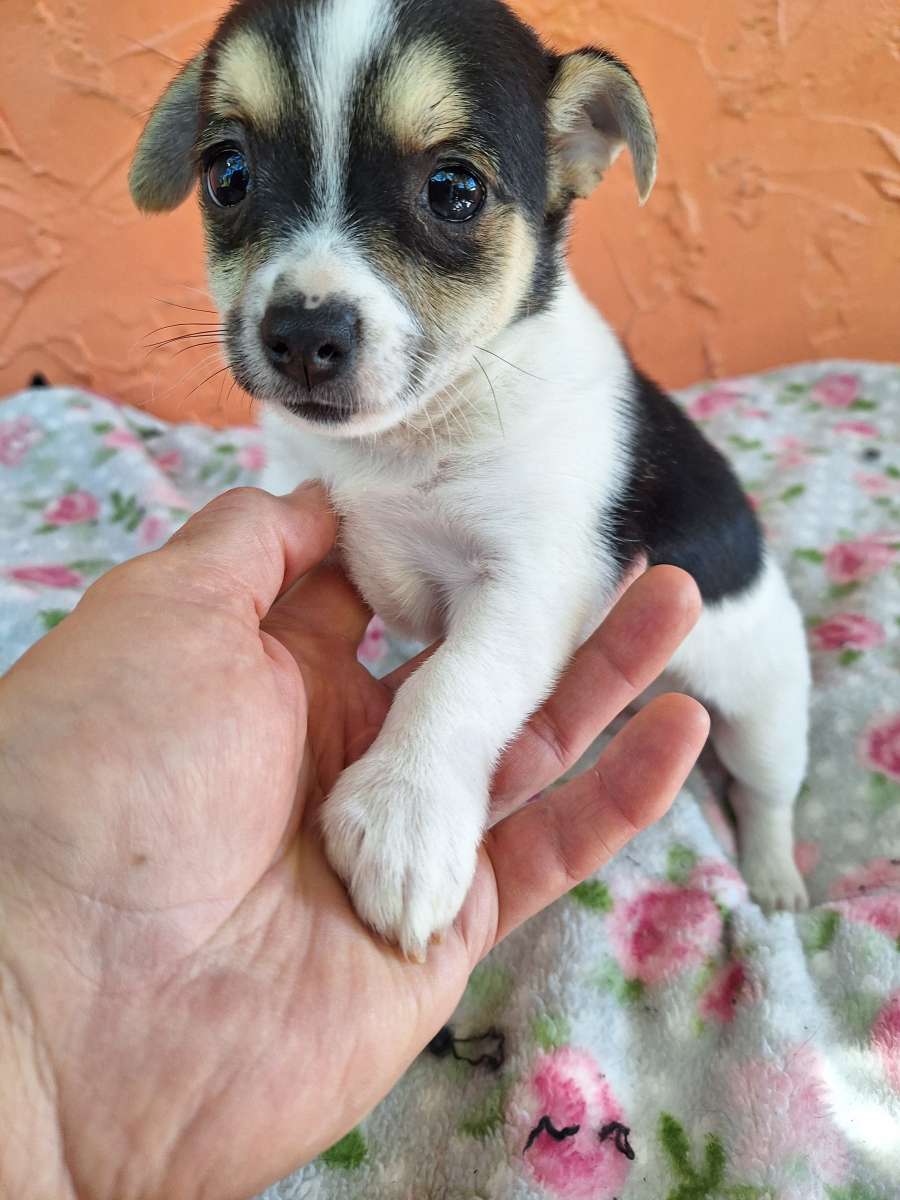 Chiguagua mix yorkis