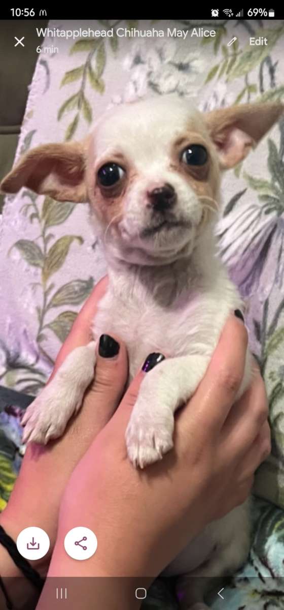 Apple head chihuahua