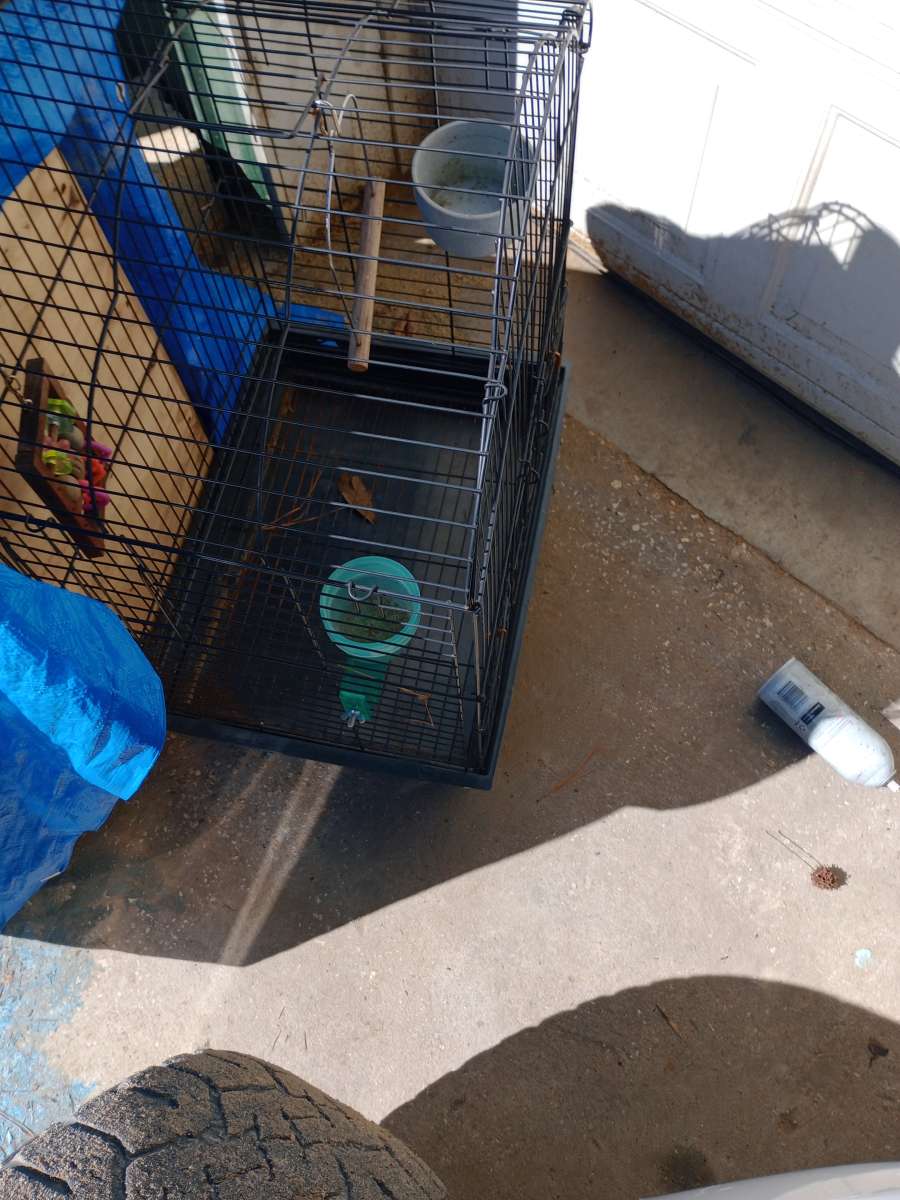 Bird Cage