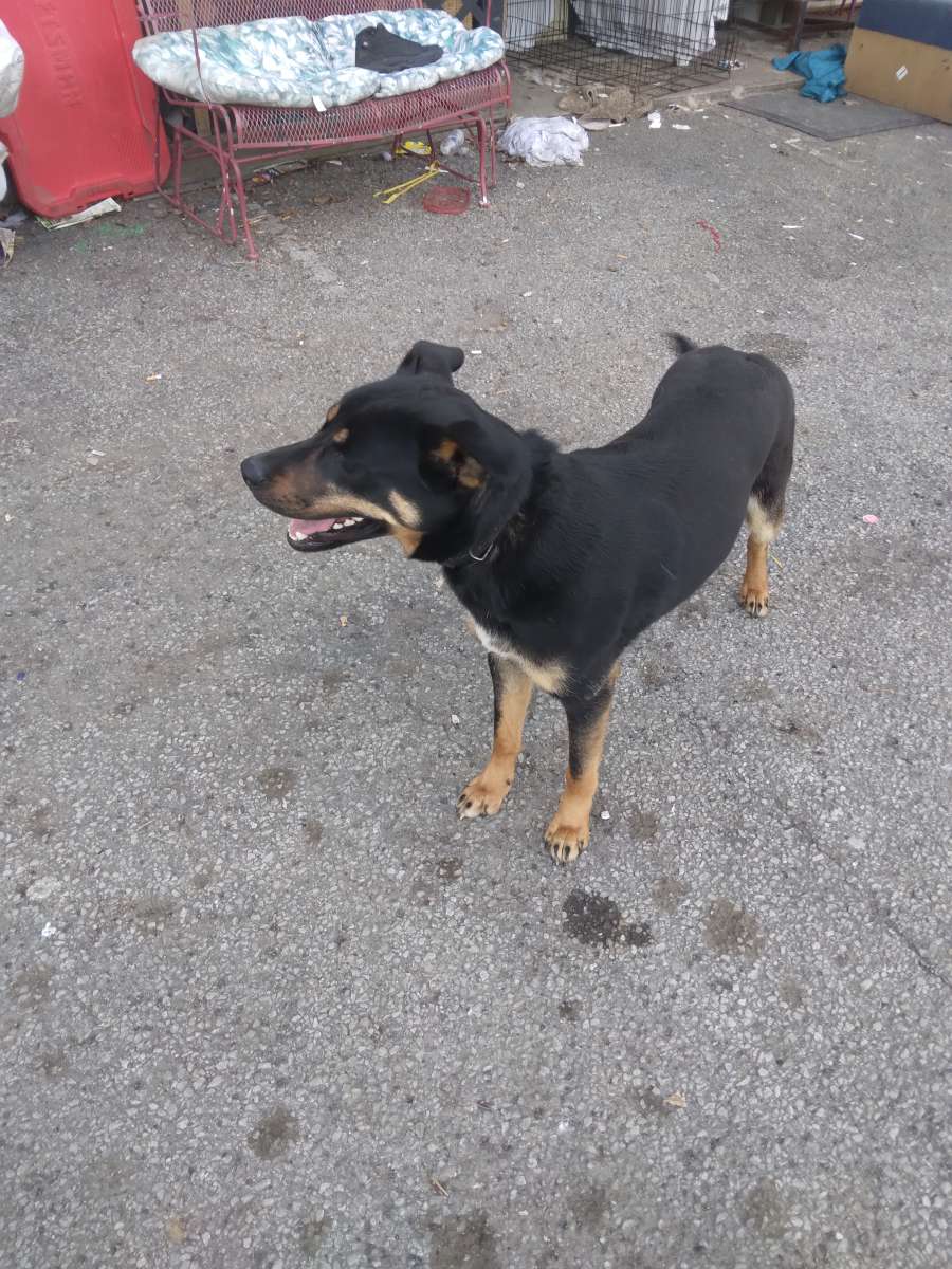 two German Shepherds