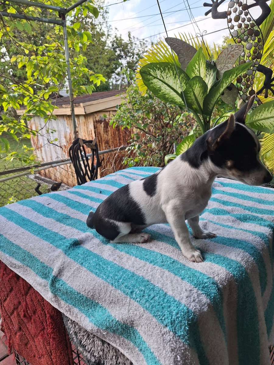 Chiguagua hembra cariosa