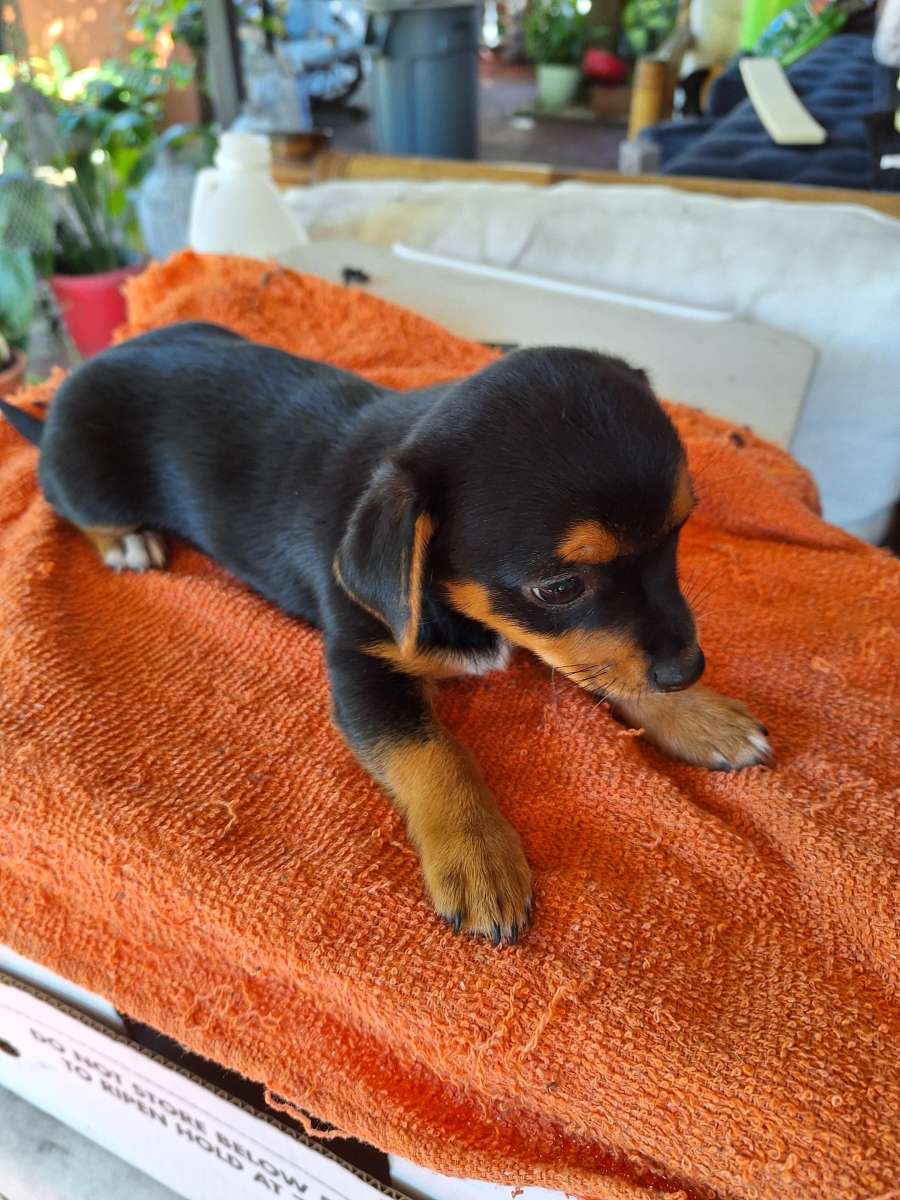 cachorros Yorkis Mix Chiguagua