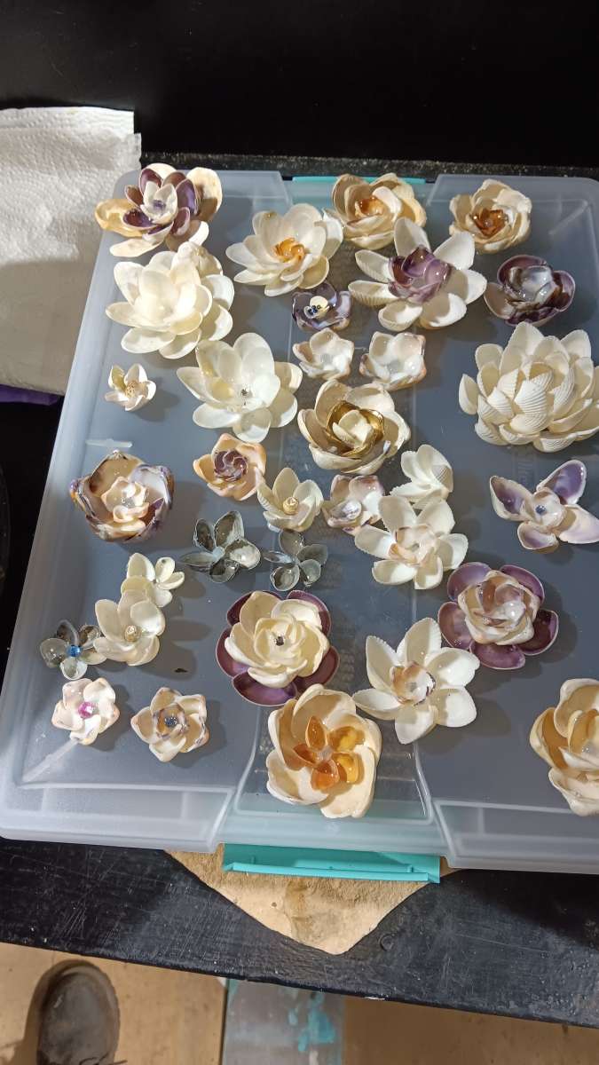 Seashells for crafts or jewelry
