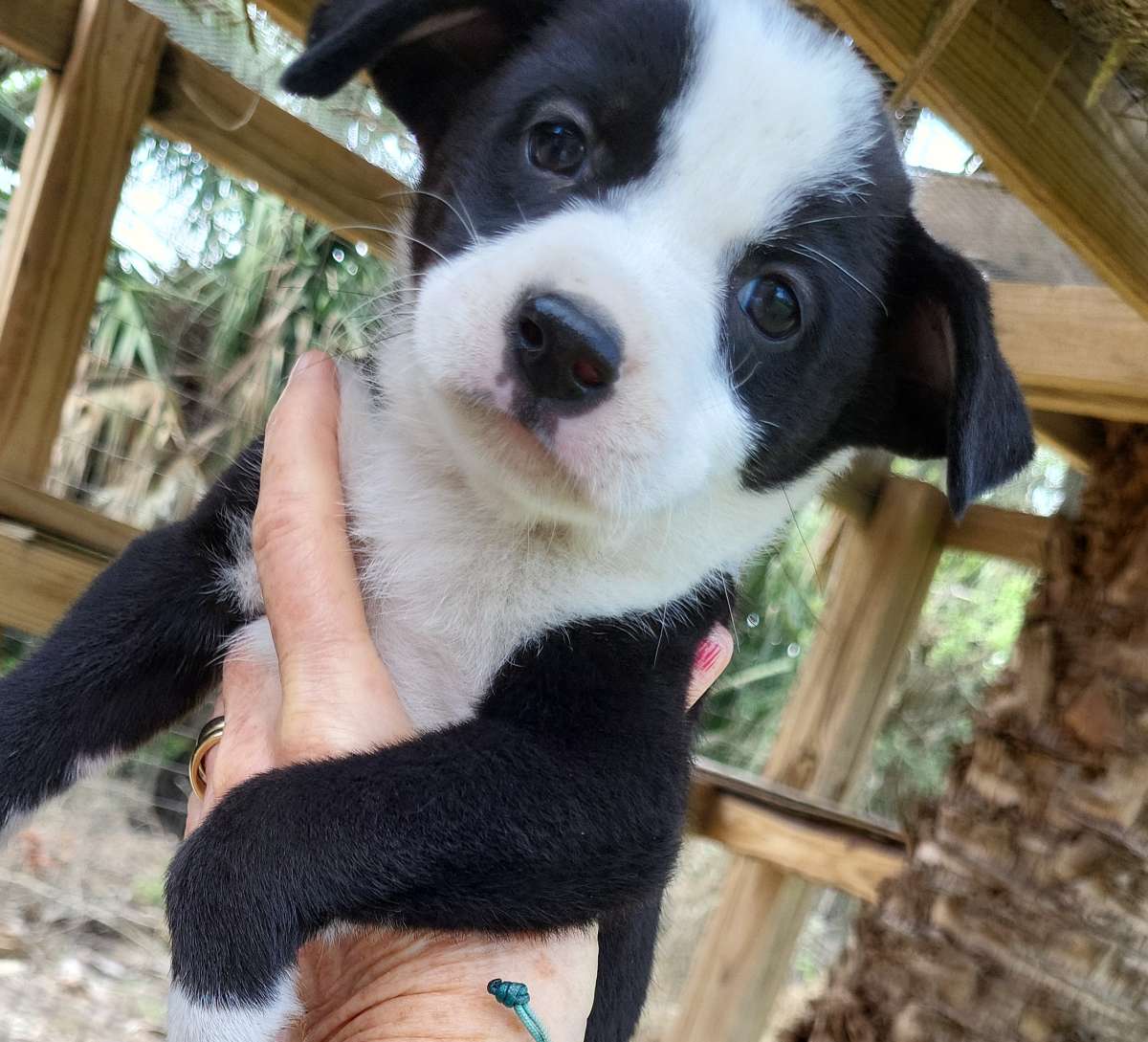 Puppies German Shepherd Mix