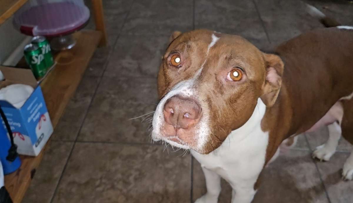 pitbull puppies full blood parents on site