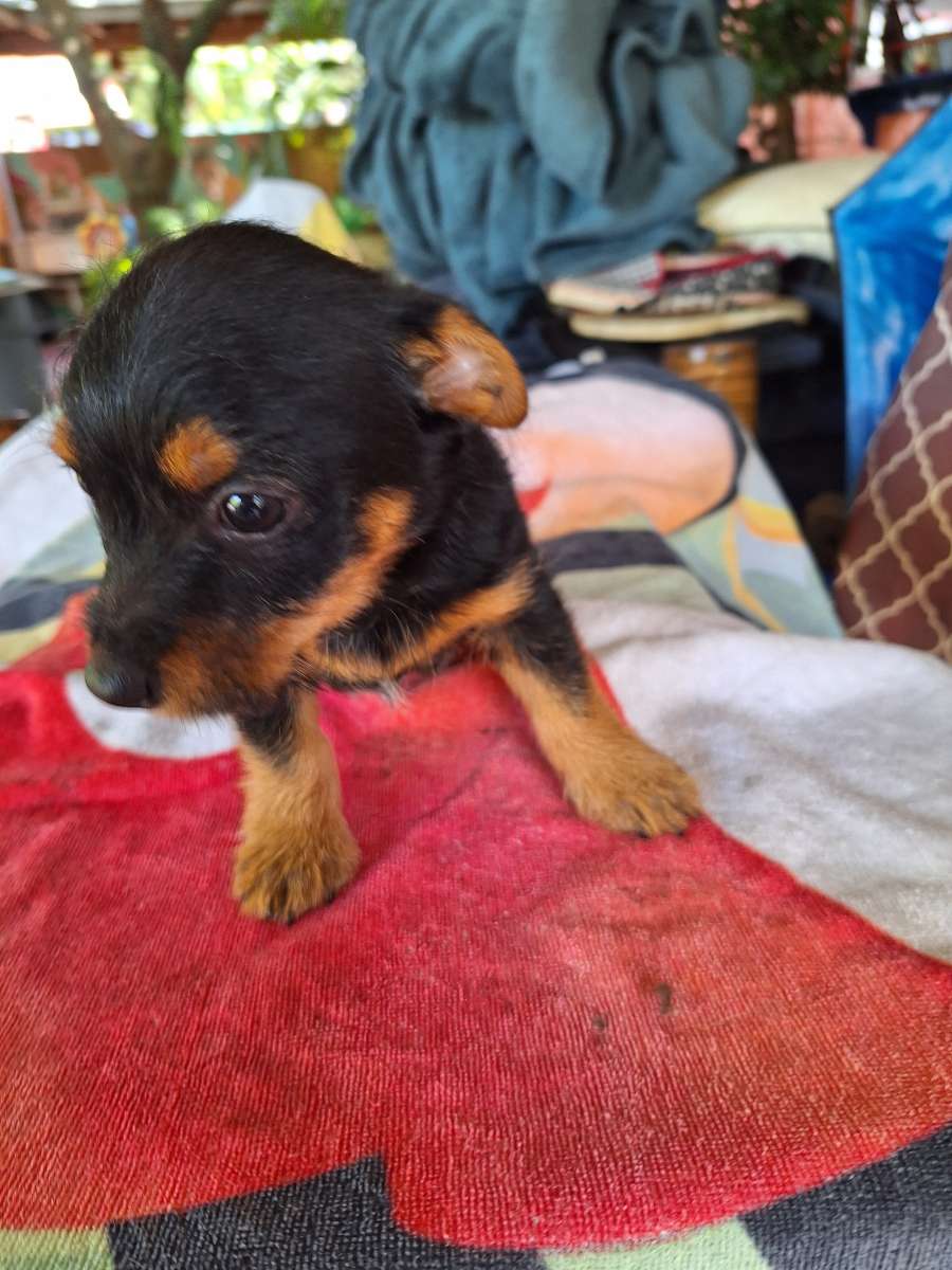 cachorros Yorkis Mix Chiguagua