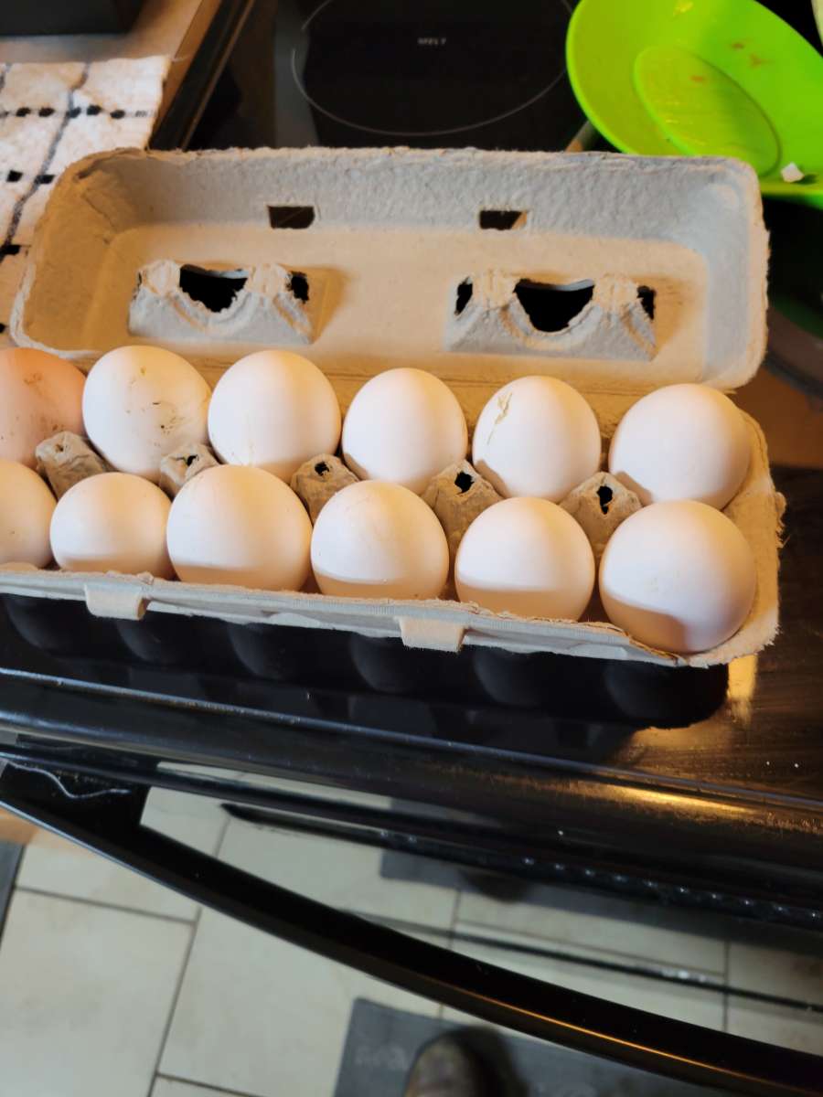 fresh eggs