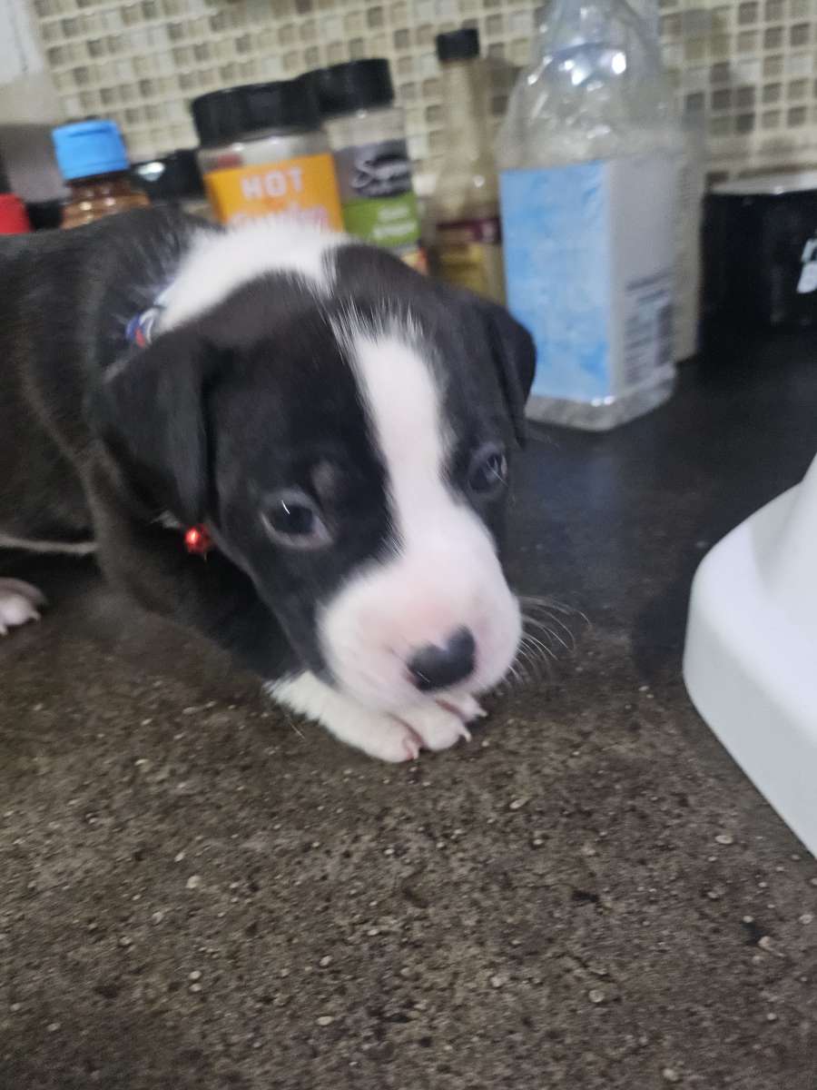 pitbull puppies full blood parents on site