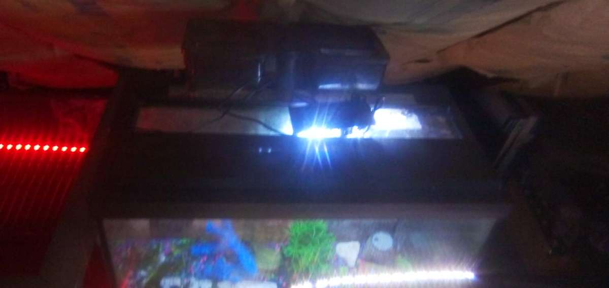 fish tank