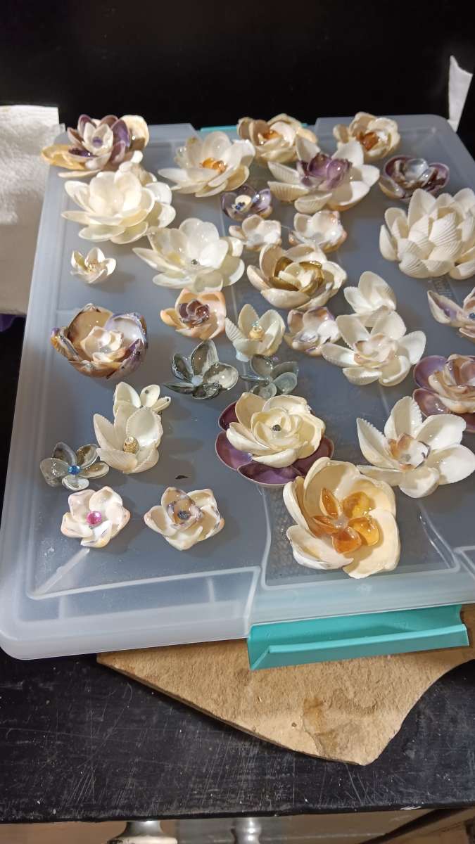 Seashells for crafts or jewelry