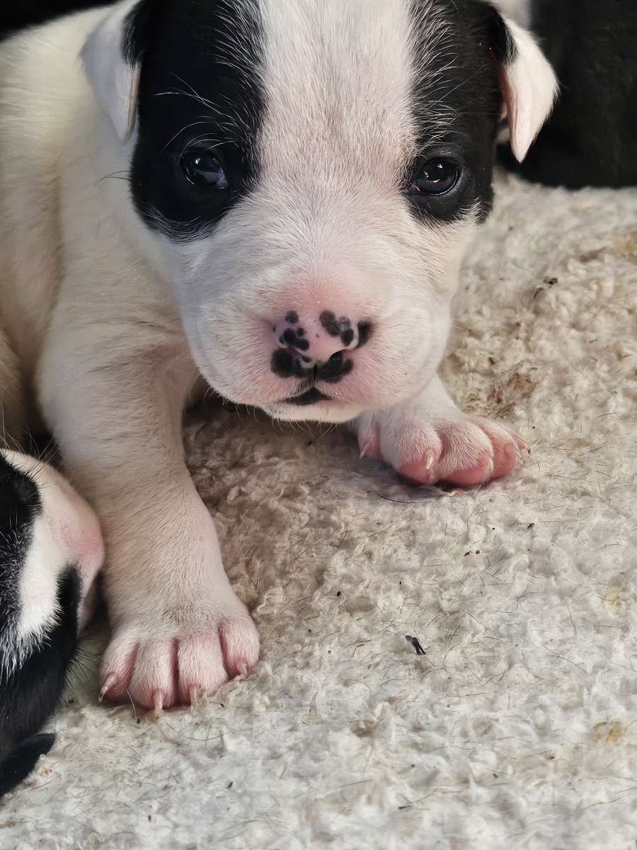 pitbull puppies full blood parents on site