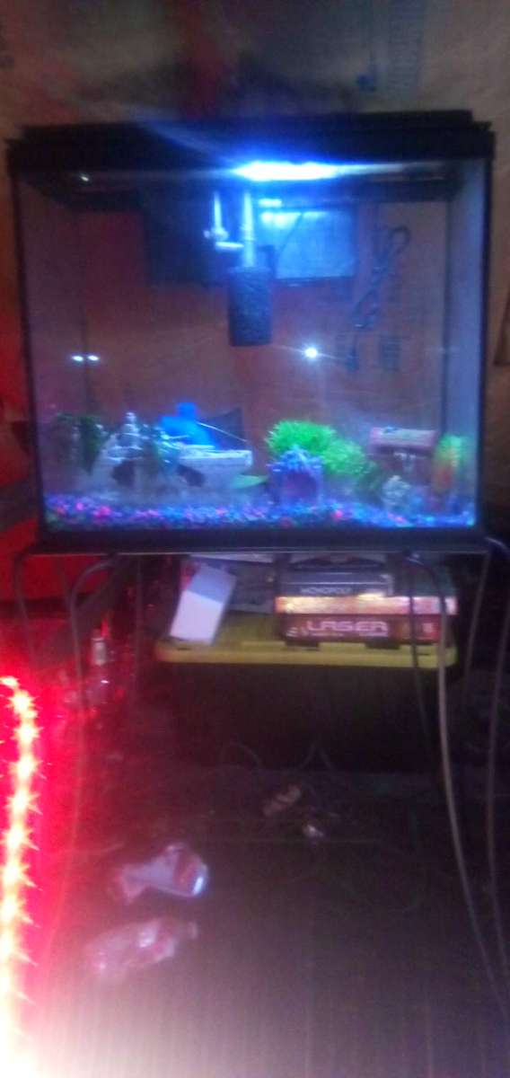 fish tank