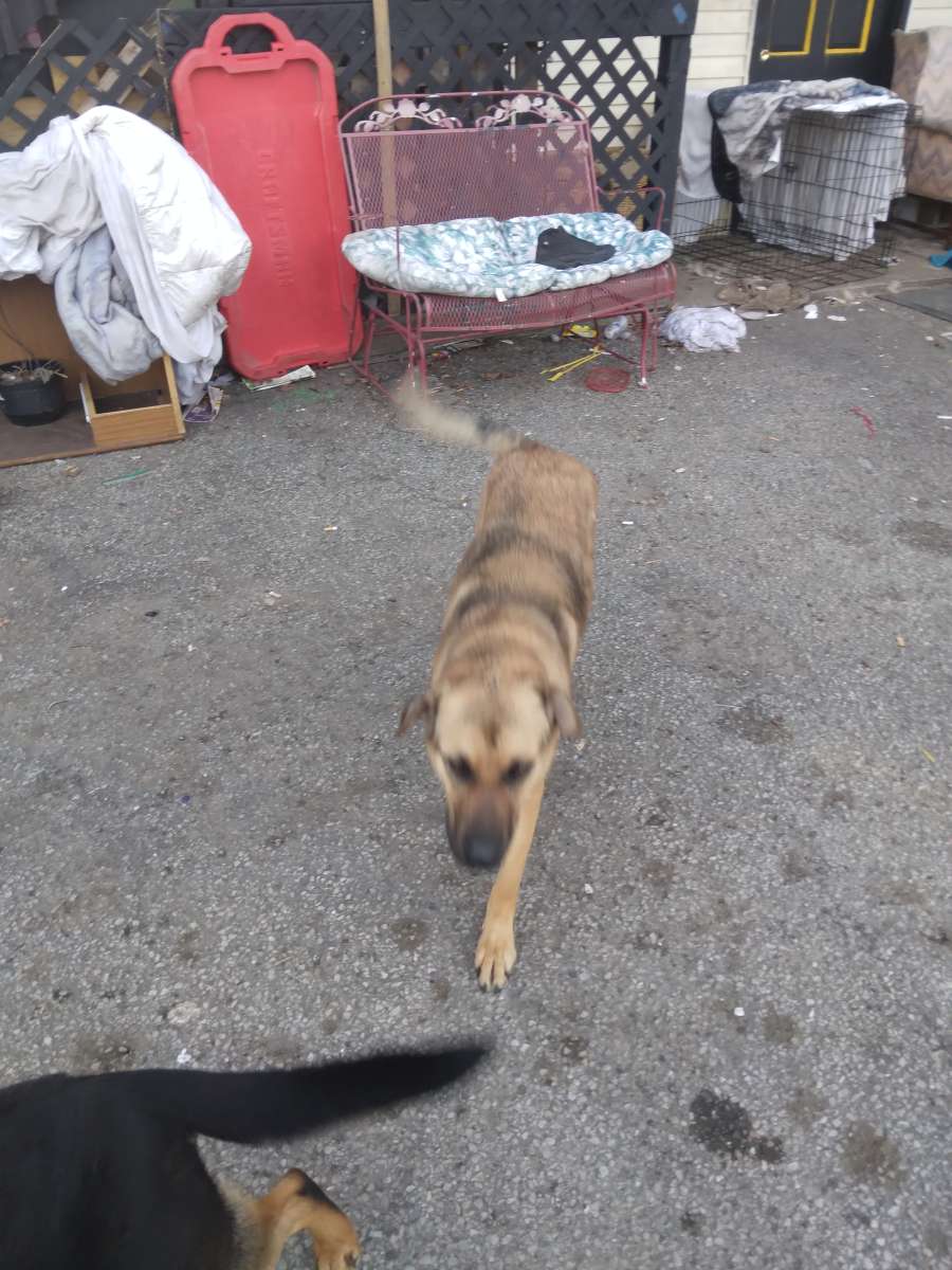 two German Shepherds