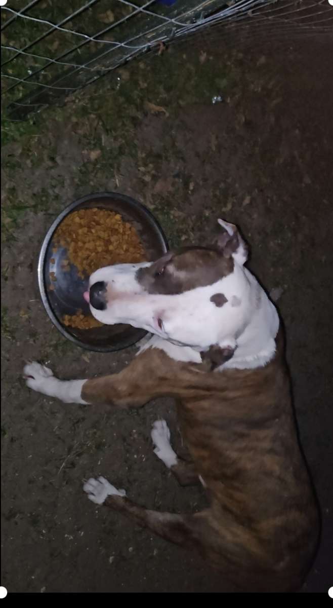 pitbull puppies full blood parents on site