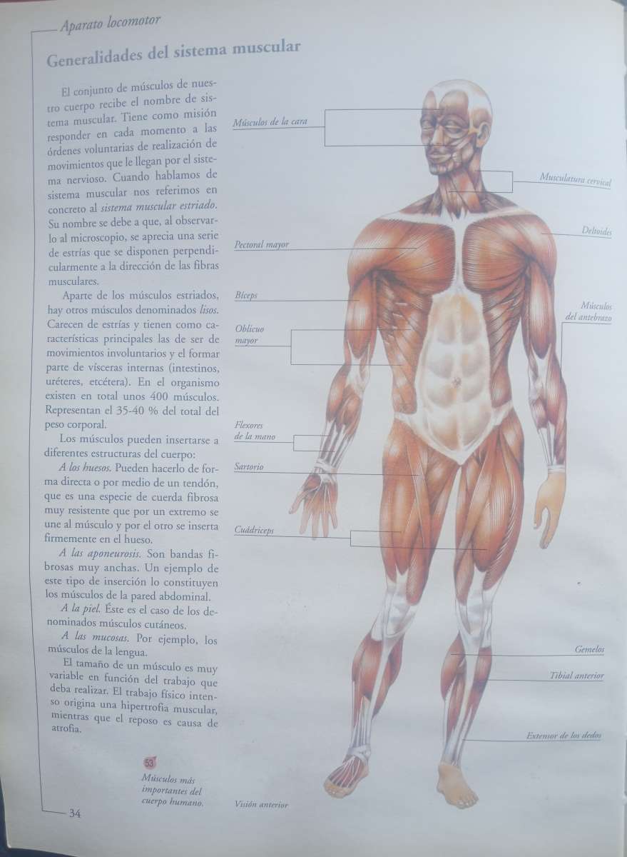 sobador quiroprctico estamos ubicados en Los ngeles Californ