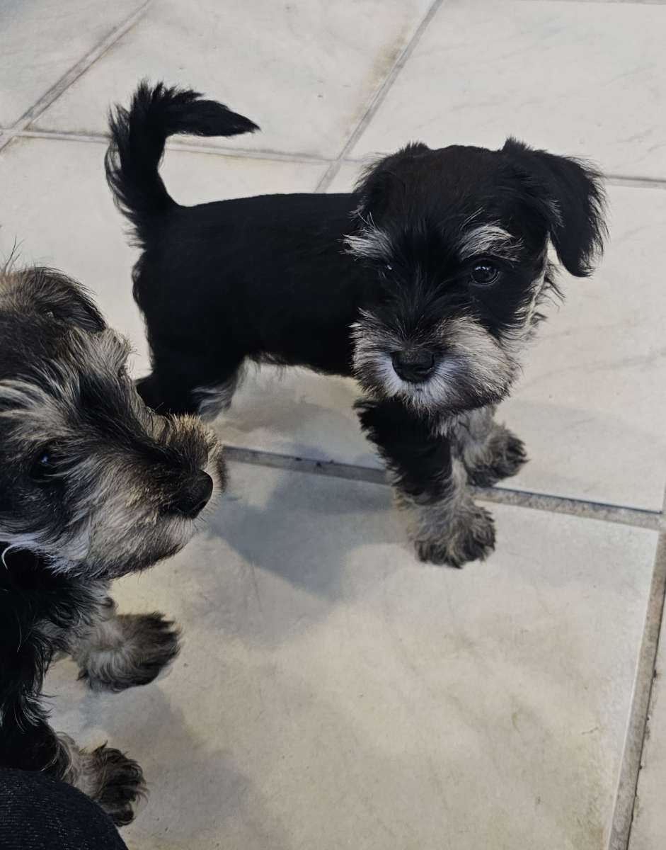 mini schnauzers
