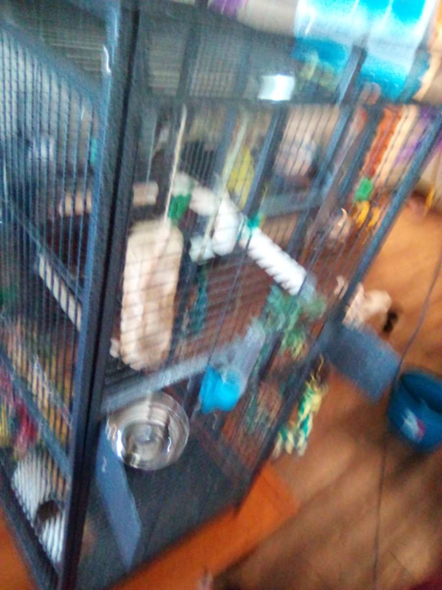bird cage