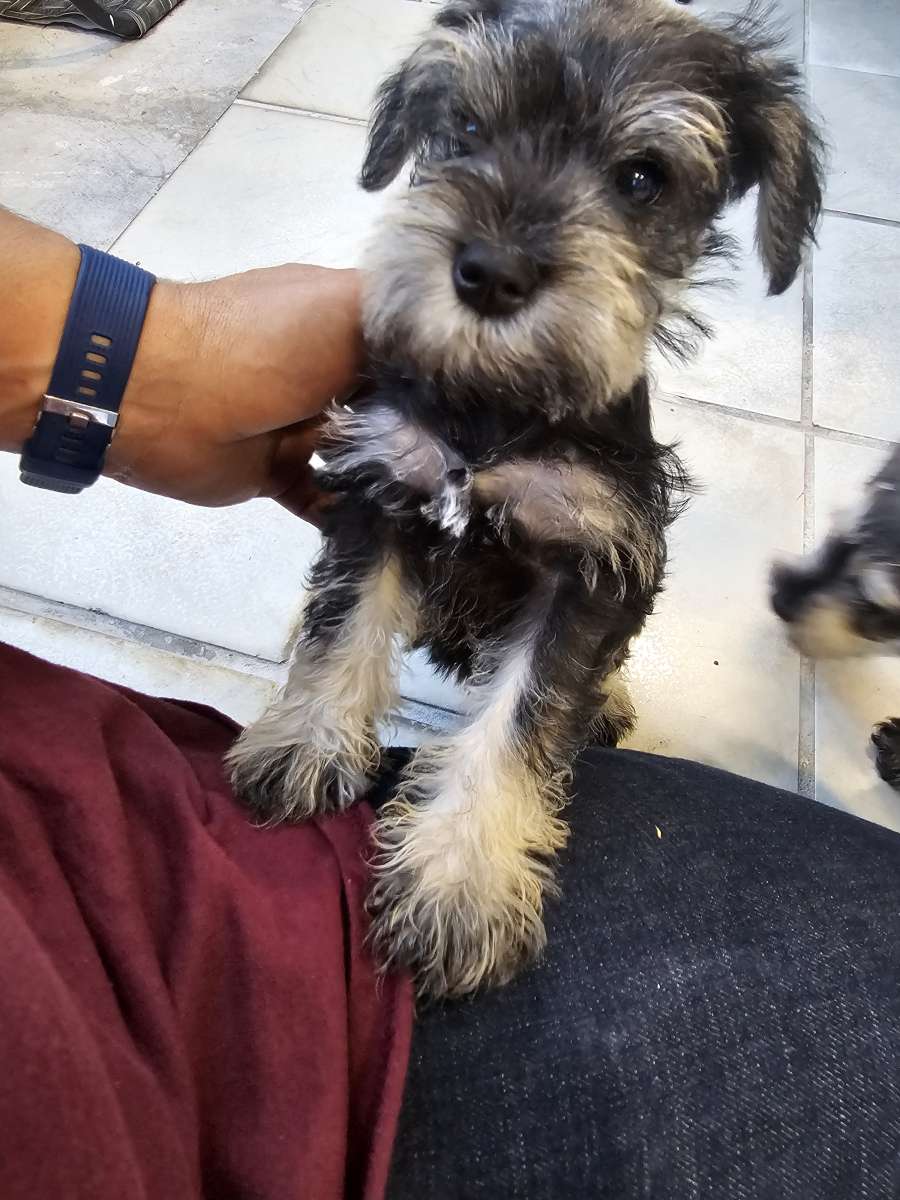 mini schnauzers