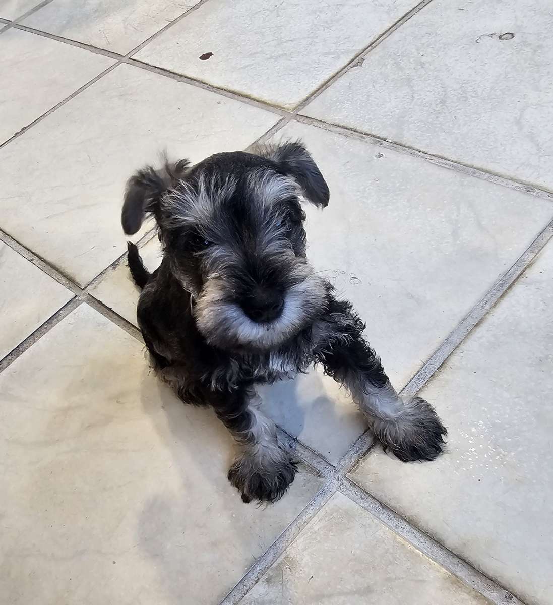 mini schnauzers