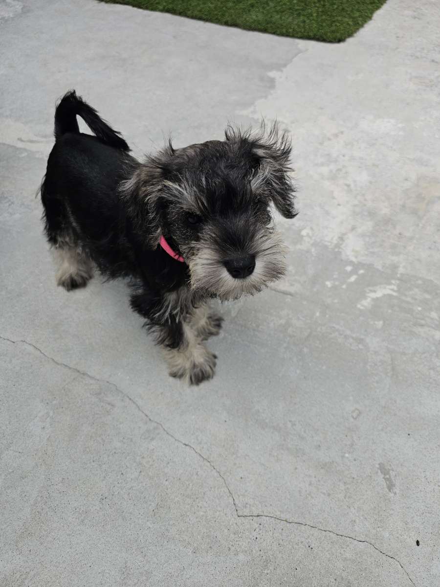 mini schnauzer