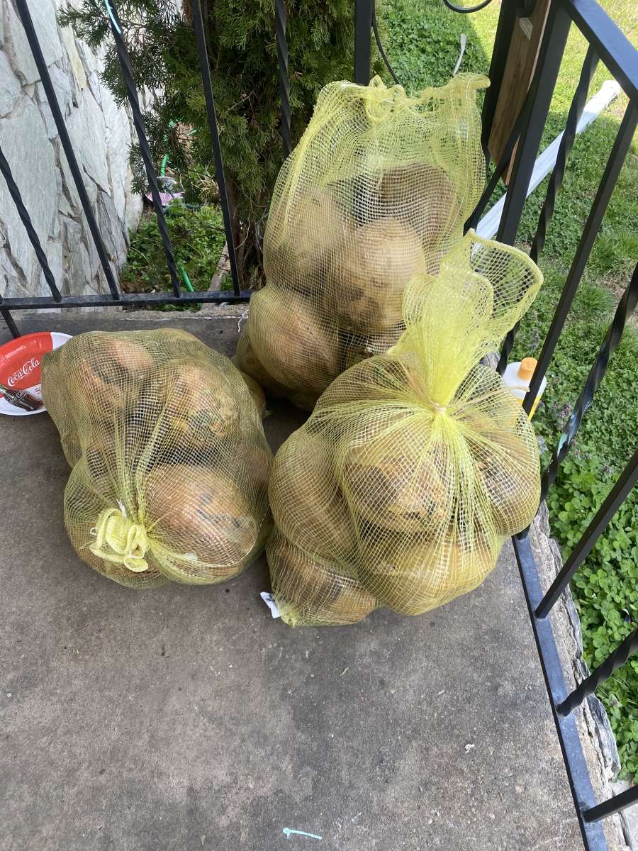 fresh coconuts