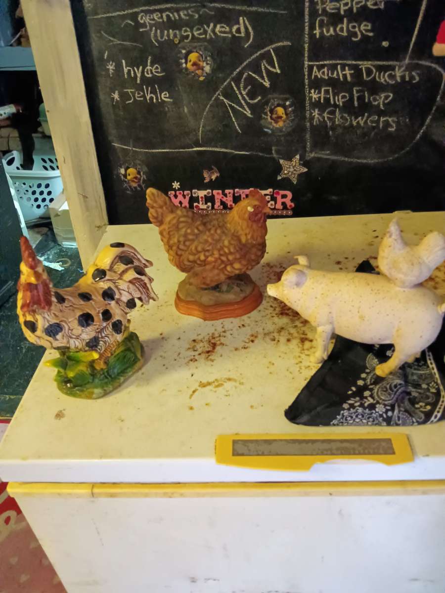 chickens and foot massager