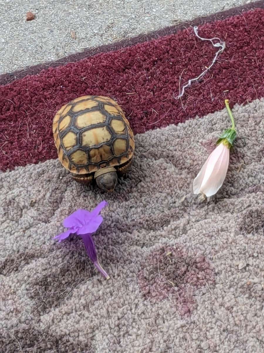 yellow foot tortoise