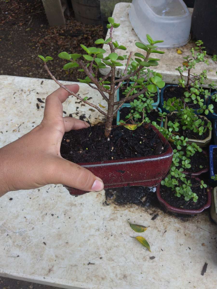 bonsias